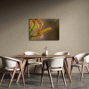 Obraz rastliny (70x50 cm)