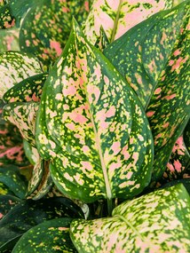 Aglaonema Crimson Love 19x40cm