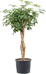 Schefflera arboricola compacta stem twist 28/24 výška 150 cm