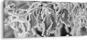 Obraz - Zmrznuté listy, čiernobiela (120x50 cm)