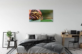 Obraz na plátne motýľ 120x60 cm