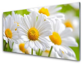 Obraz plexi Sedmokrásky rastlina príroda 125x50 cm