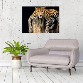 Sklenený obraz - Gepard (70x50 cm)