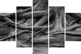 Obraz - Korene stromu (150x105 cm)