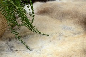 Koberec RENIFER POK016 hnedý / béžový