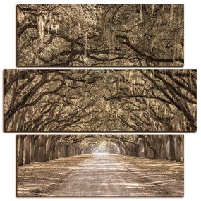 Obraz na plátne - Historické dubové stromy lemované poľnou cestou - štvorec 3239FD (105x105 cm)
