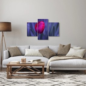 Obraz pupete tulipánu (90x60 cm)