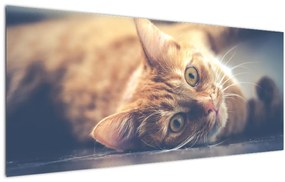 Obraz mačky na podlahe (120x50 cm)
