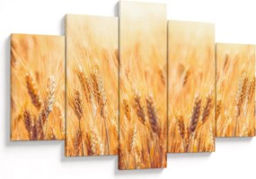 Obraz - pole s obilím (150x105 cm)