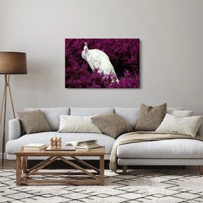 Obraz - Biely páv (90x60 cm)