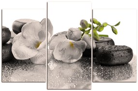 Obraz na plátne - Lávové kamene a  kvety 163FC (120x80 cm)