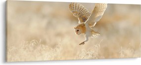 Obraz - Sova (120x50 cm)