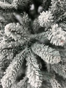 Limpol Jedľa Renata strieborná zasnežená Výška stromčeka: 150 cm