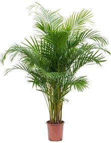 Areca lutescens (Dypsis) 21x140 cm