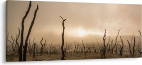 Obraz - Holé stromy (120x50 cm)