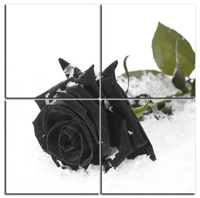 Obraz na plátne - Ruža na snehu - štvorec 3103QD (60x60 cm)