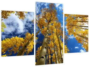 Obraz - Aspen (90x60 cm)