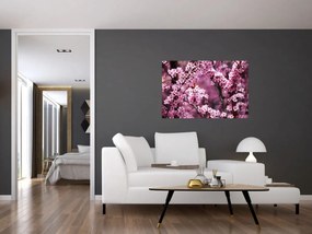 Obraz - Ružová sakura (90x60 cm)