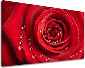 Obraz na stenu KVETY KV014E11 - 100x150 cm