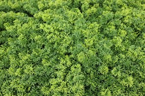 Umelý rastlinný panel MARIE MOSS 100 x 100 cm - Panel 100x100 Europe Grass