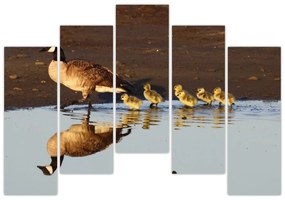 Kačica s mláďatami - obraz
