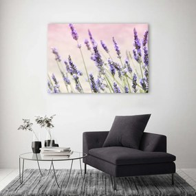 Obraz na plátně Levandule Přírodní květiny - 90x60 cm