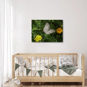 Sklenený obraz - biely motýľ (70x50 cm)