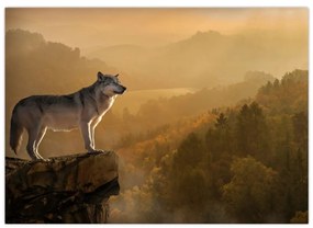 Obraz vlka na skale (70x50 cm)