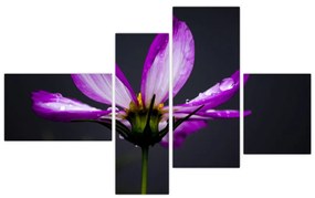 Obraz - kvety