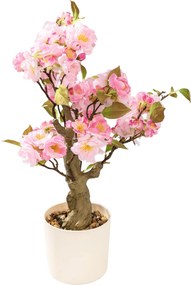 Kvitnúca Sakura Pink v kvetináči 50 cm