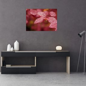 Sklenený obraz - Makro snímka lístka (70x50 cm)