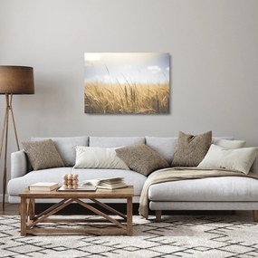 Sklenený obraz obilia (70x50 cm)