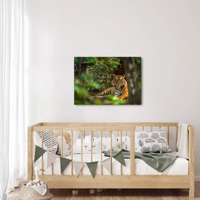 Obraz odpočívajúceho tigra (70x50 cm)