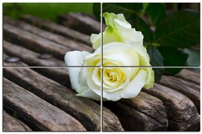 Obraz na plátne - Biela ruža na lavici 1224E (120x80 cm)