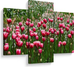 Obraz tulipánov (90x60 cm)
