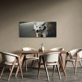 Obraz bieleho psíka (120x50 cm)