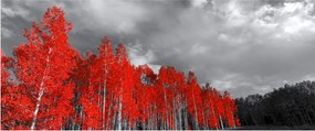 Obraz - Stromy vo farbe jesene (120x50 cm)