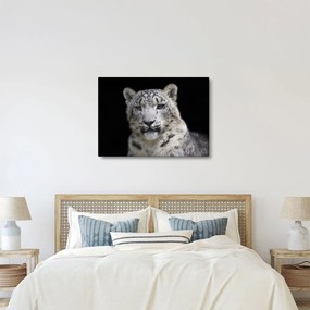 Obraz - Leopard snežný (70x50 cm)
