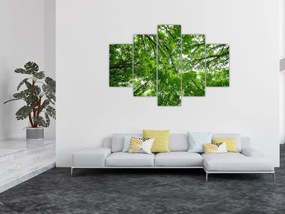 Obraz - Pohľad do korún stromov (150x105 cm)