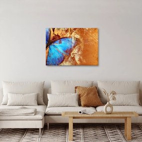 Obraz - Modrý motýľ (70x50 cm)
