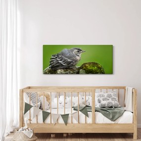 Obraz - Muchárik (120x50 cm)
