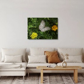Sklenený obraz - biely motýľ (70x50 cm)
