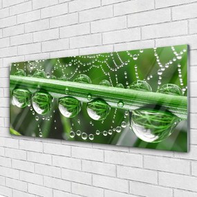 Obraz na akrylátovom skle Pavučina kvapka rastlina 125x50 cm