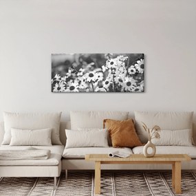 Obraz - Kopretiny (120x50 cm)