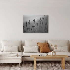 Sklenený obraz - Steblá trávy (70x50 cm)
