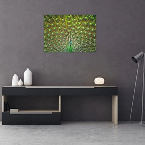 Sklenený obraz - Páv (70x50 cm)