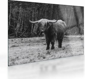 Sklenený obraz - Škótska krava (70x50 cm)
