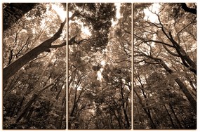 Obraz na plátne - Zelené stromy v lese 1194FB (135x90 cm)