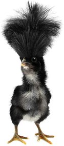 Umelecká fotografie Crazy black chick with ridiculous hair, UroshPetrovic, (22.5 x 40 cm)