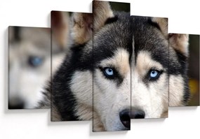 Obraz psa husky (150x105 cm)